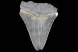 Bargain, Fossil Megalodon Tooth #89404-1
